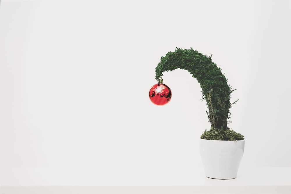 green leafed plant with red bauble