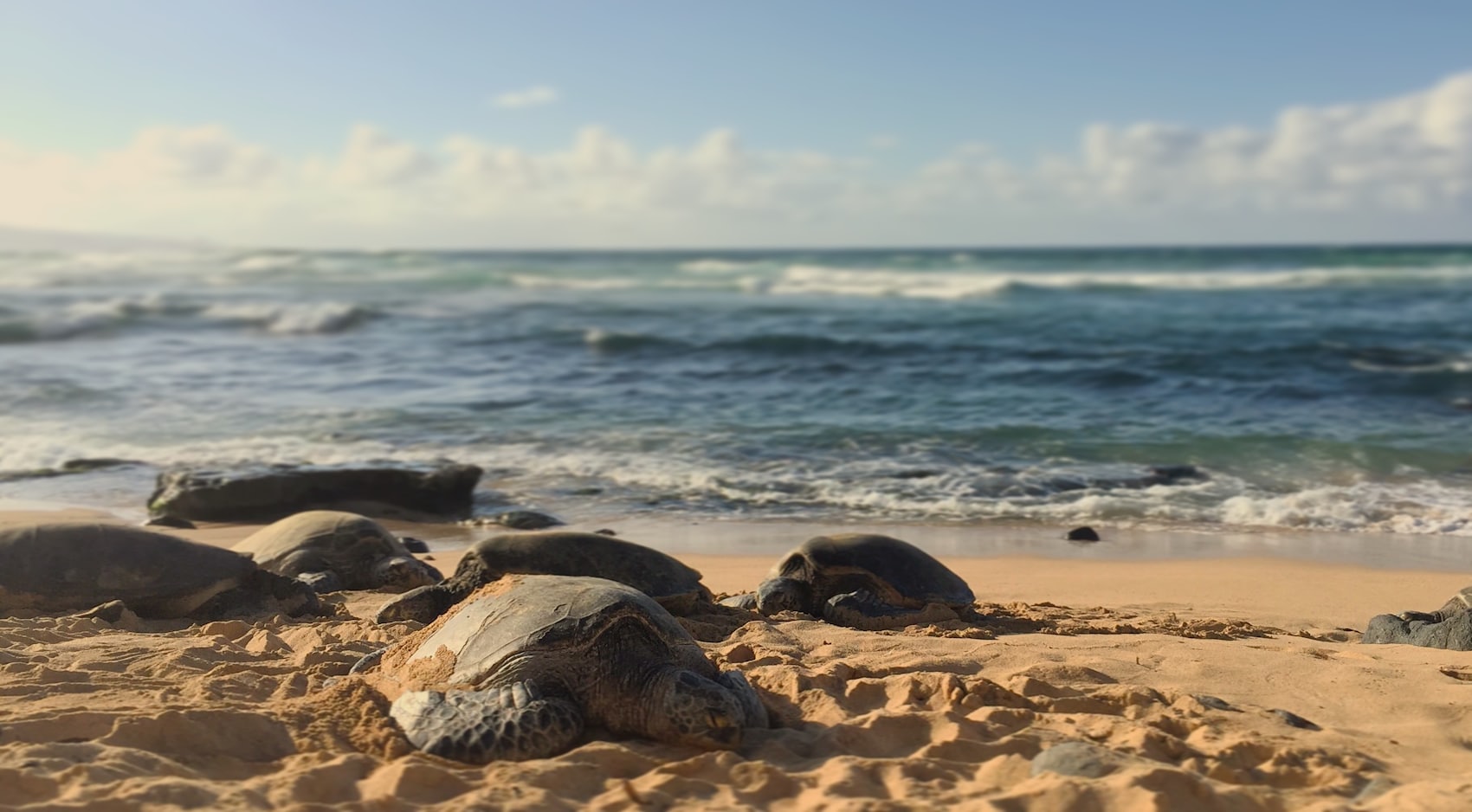 A Hawaiian green sea turtle resting on the sand at Hoʻokipa Beach