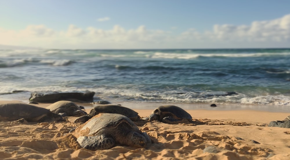 turtle on sand near sea during daytime