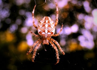 selective focus photography of brown and white araneus spider