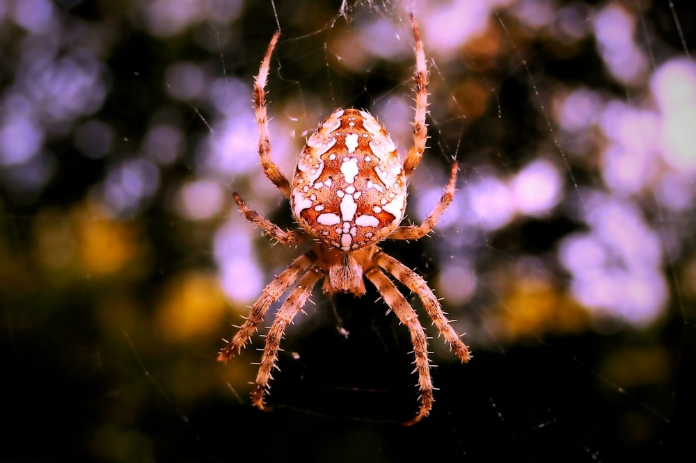 selective focus photography of brown and white araneus spider