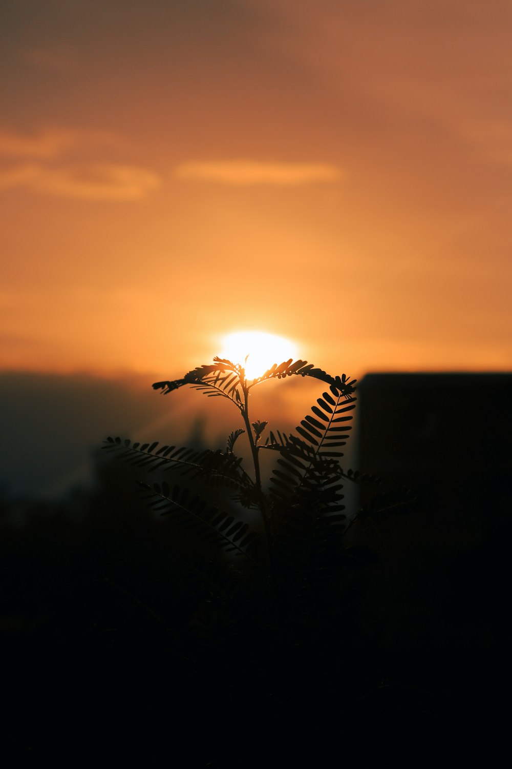 photo de silhouette de plante à feuilles linéaires