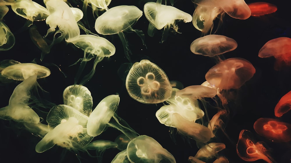 school of stingless jellyfish