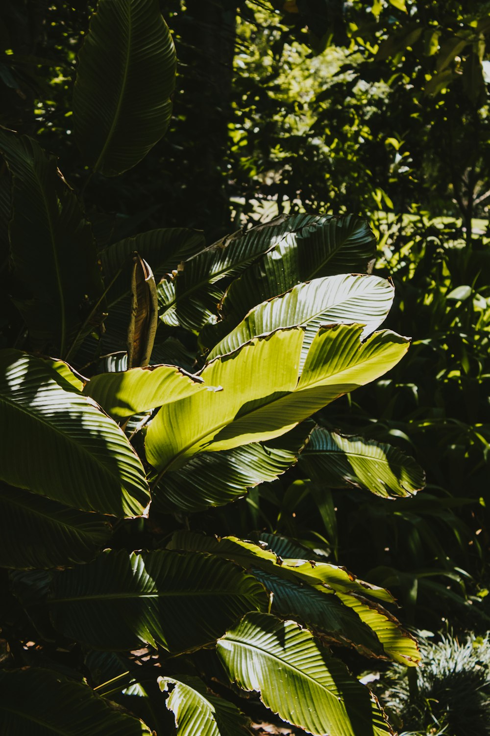 green plant reflect light at daytime