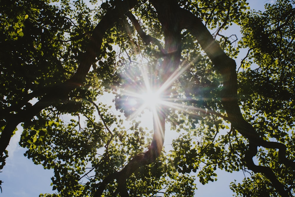 Fotografía de ángulo bajo de árbol de hoja verde