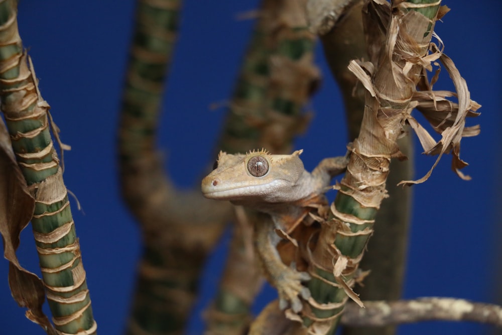 Foto de enfoque selectivo de lagarto marrón