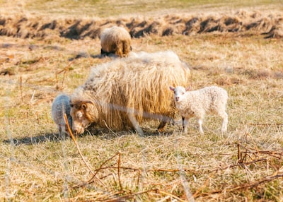 flock of sheep on grass at daytime straw teams background