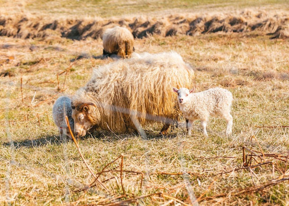 flock of sheep on grass at daytime