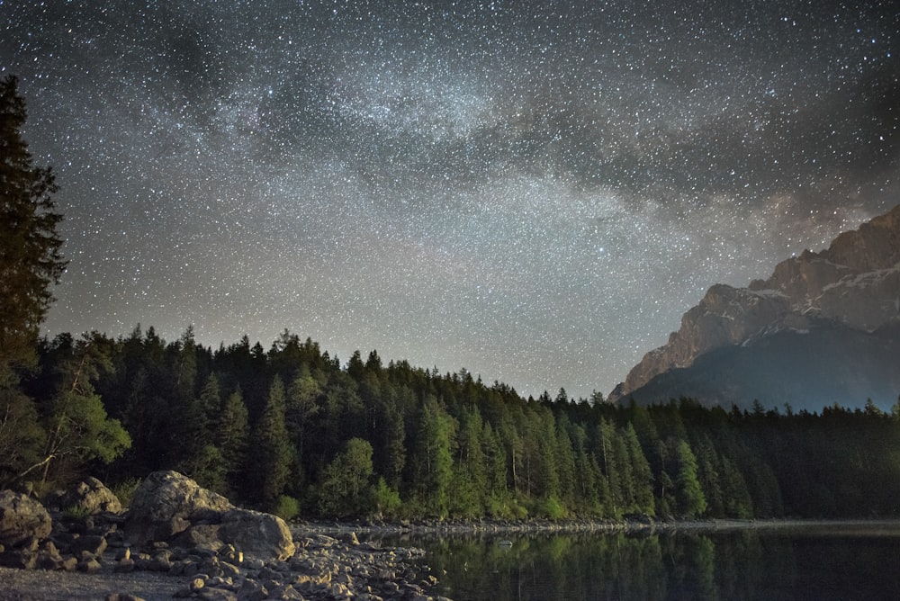 Low-Angle-Fotografie von grünen Kiefern in der Nähe eines Gewässers