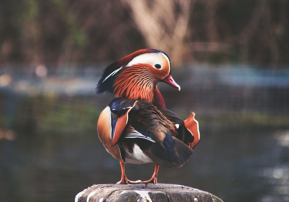 Foto de enfoque selectivo de pato mandarín