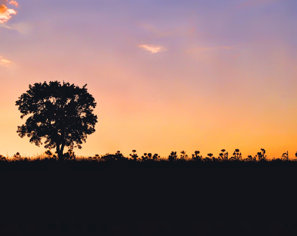 silhouette of tree and flowers during sunset
