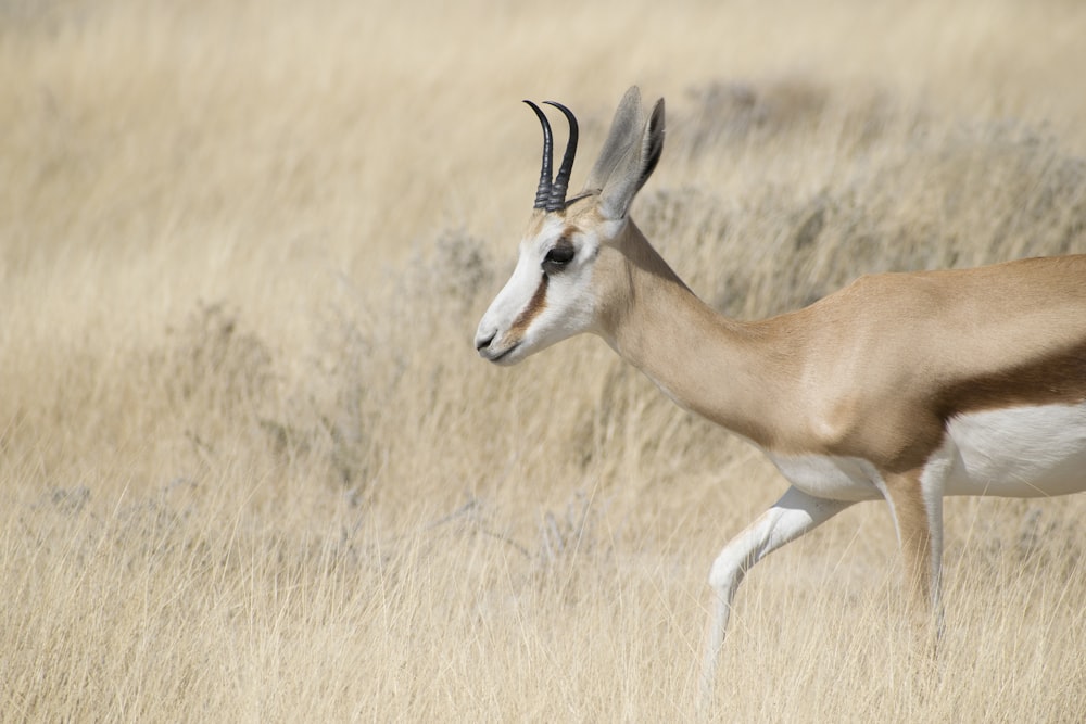 close up photography of deer