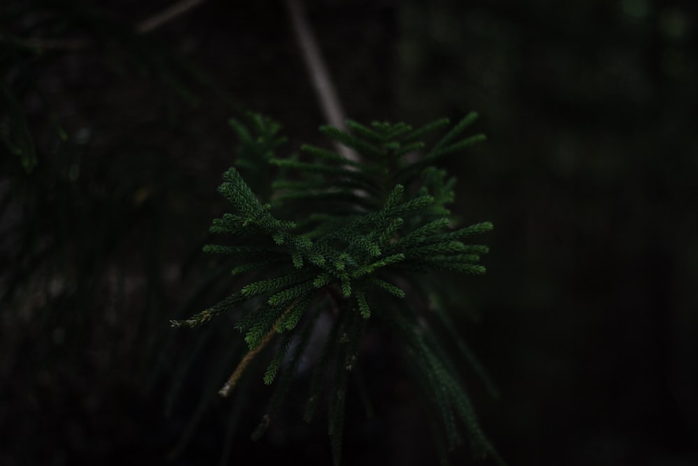 マクロ撮影における緑の葉の植物