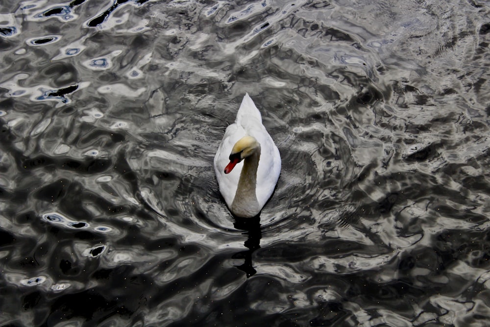 white swan swimming on body of water