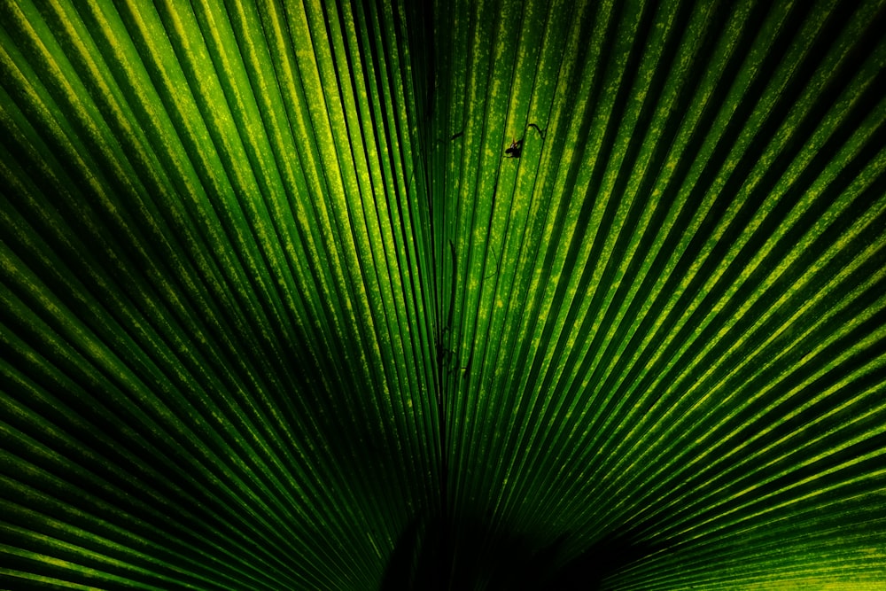 green fan palm leaf