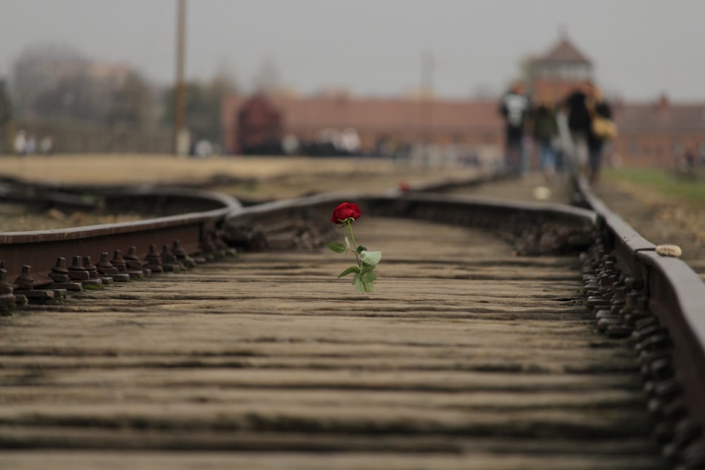 Rote Rosenblüte auf brauner Eisenbahnschiene