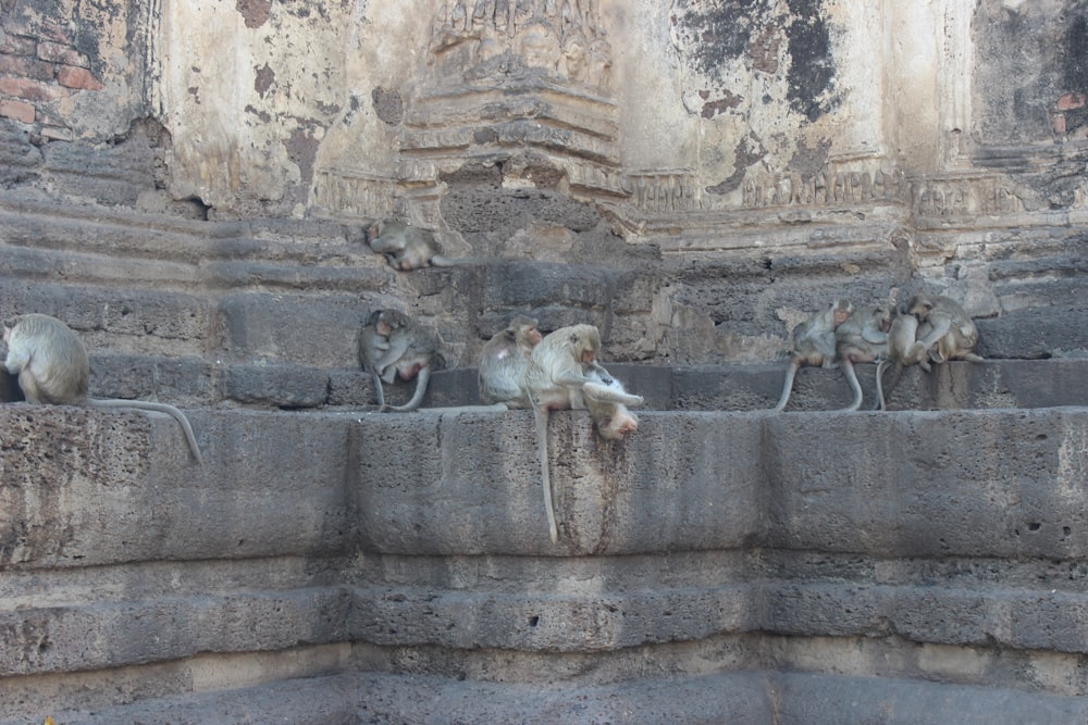 monkeys on grey and brown concrete wall during daytime