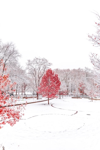 snow-covered park with red trees