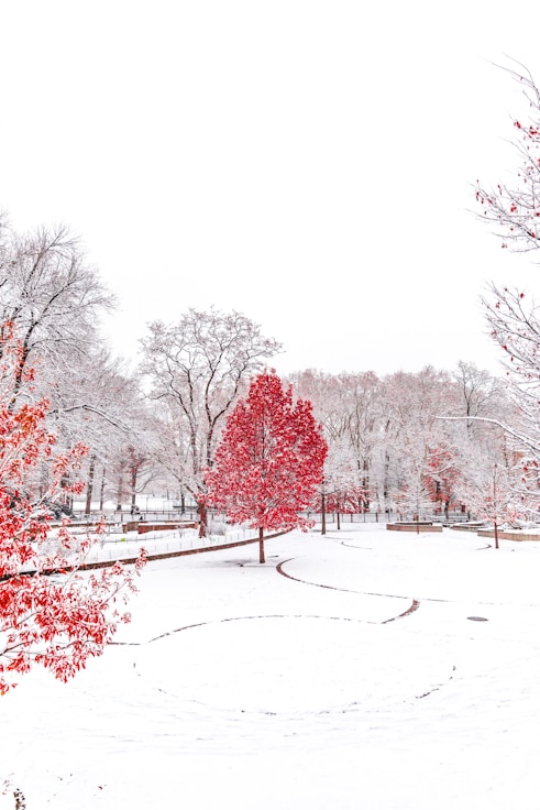 snow-covered park with red trees