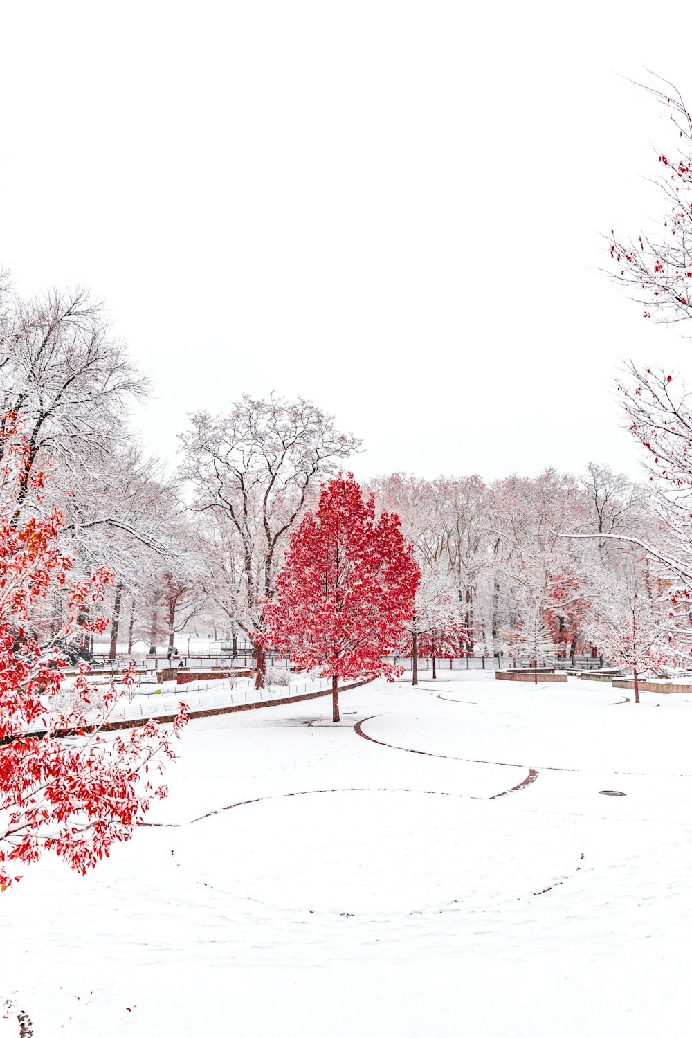 snow-covered park with red trees