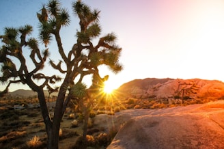 A desert landscape with a Joshua tree in the foreground, silhouetted against a vibrant sunrise. The sun is partially obscured by the tree, creating a warm, golden glow across the rocky terrain. The horizon features distant mountains and additional Joshua trees scattered throughout the arid scenery.