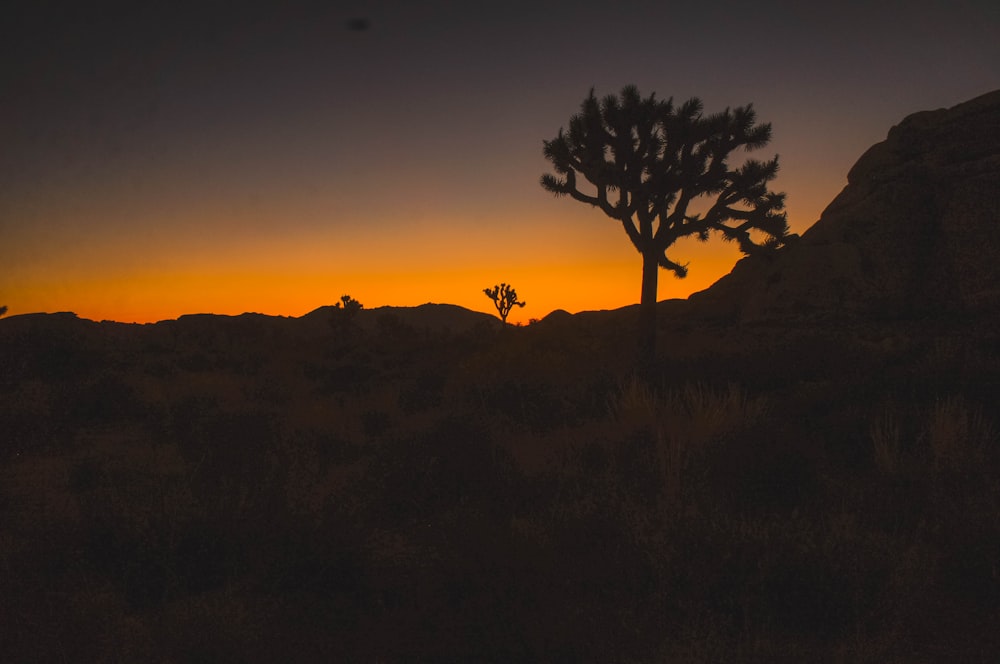 silhouette of open field near tree