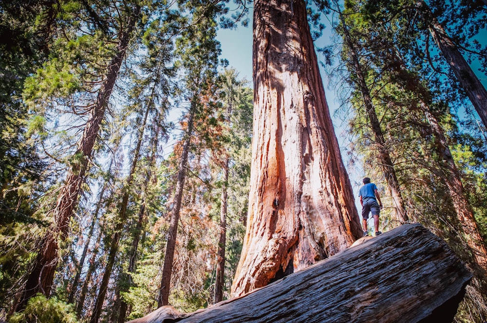 person standing near the tree