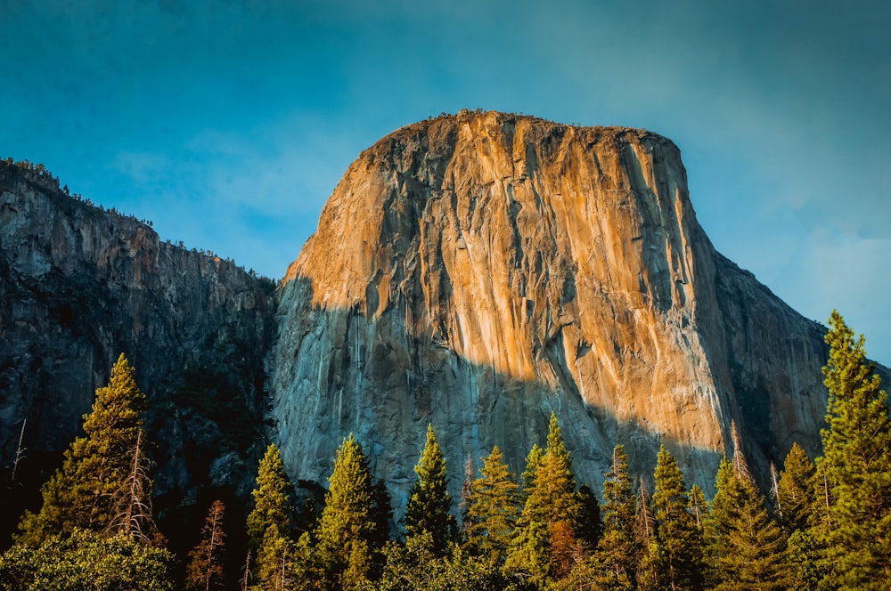 pine trees below mountain