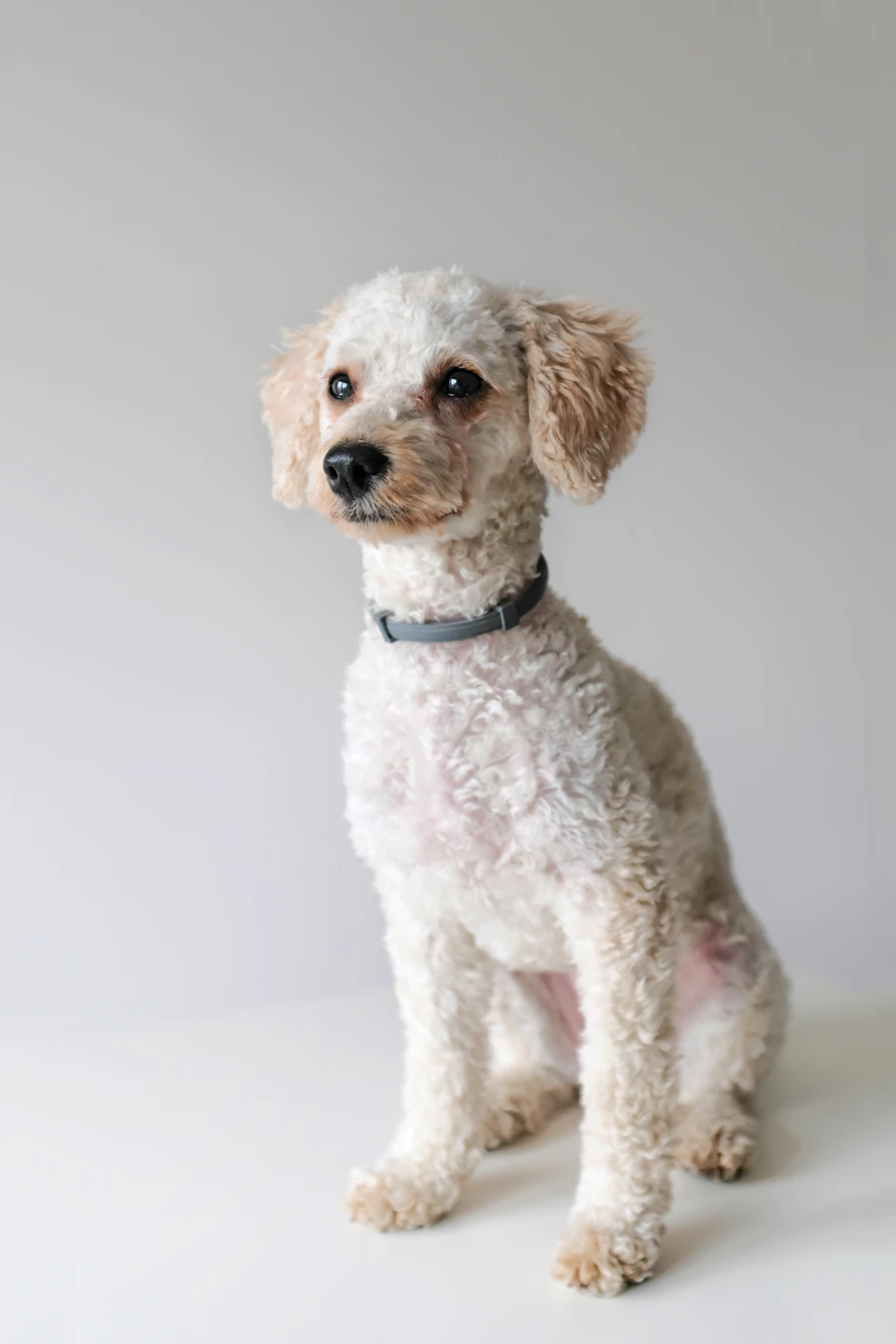 A freshly groomed white poodle-mix sitting calmly against a soft backdrop