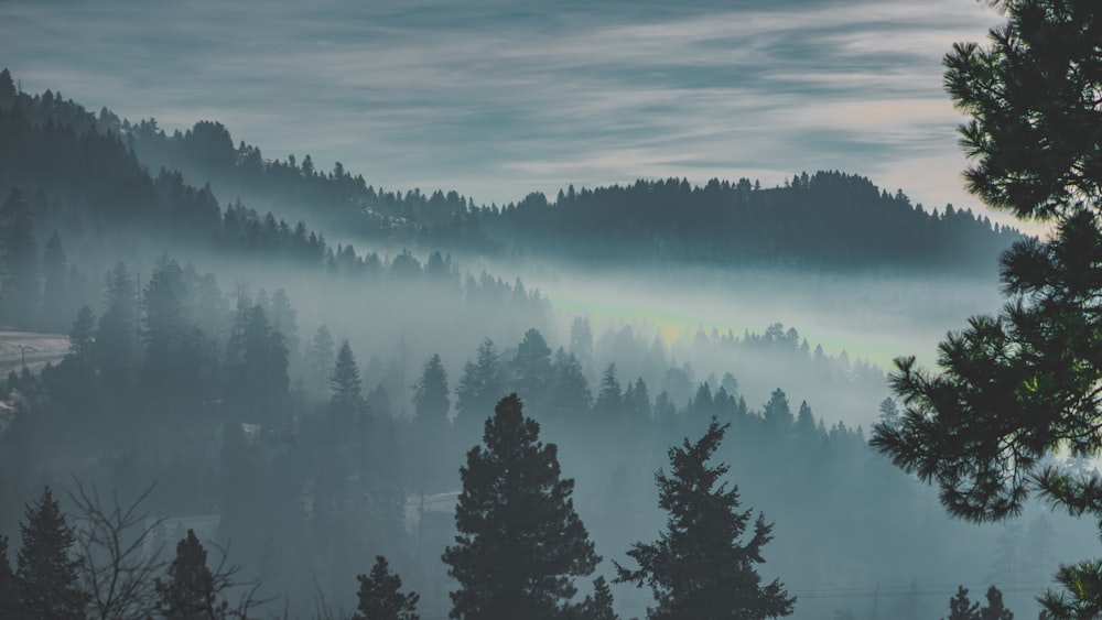 Bosque bajo la niebla