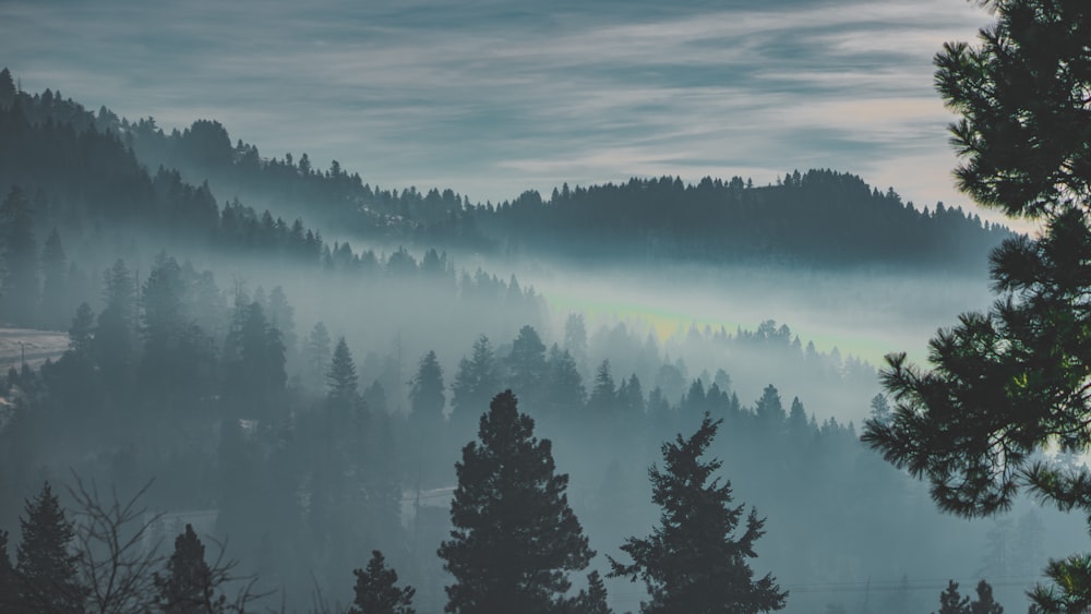 forest under fog