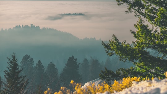 green leaf trees on mountain covered in fog during daytime in Bogus Basin United States