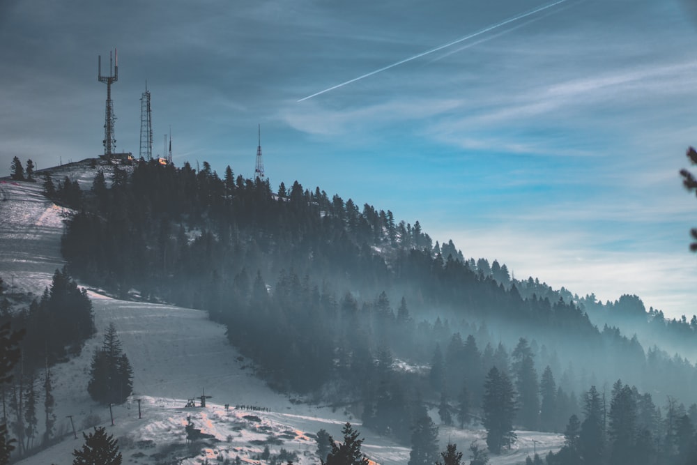 Fotografía de paisajes de árboles