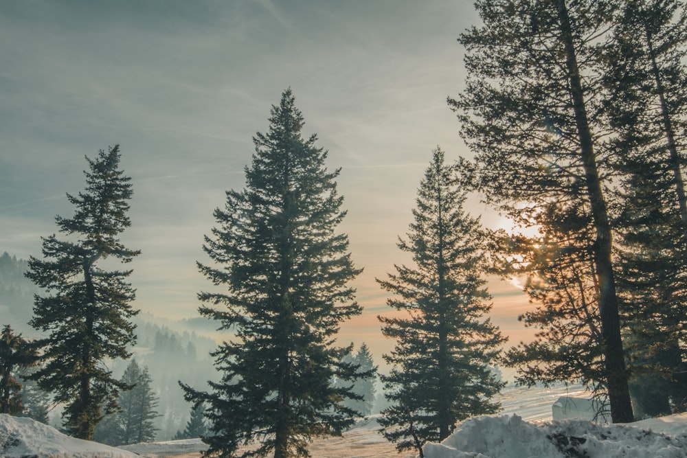 snow field with pine trees during sunset