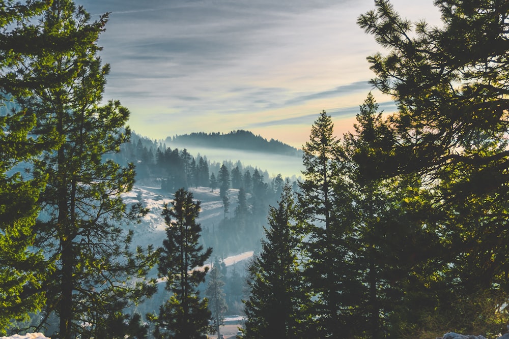 pine trees surrounded with fogs