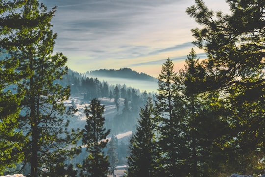 pine trees surrounded with fogs in Bogus Basin United States