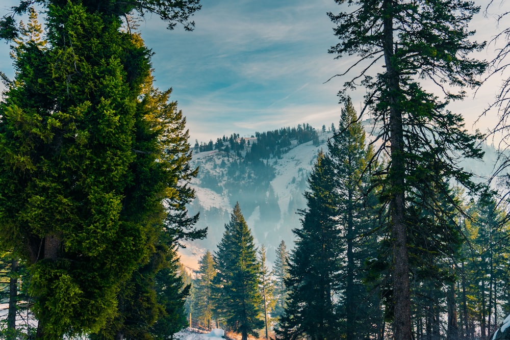 Kiefernwald auf schneebedecktem Berg