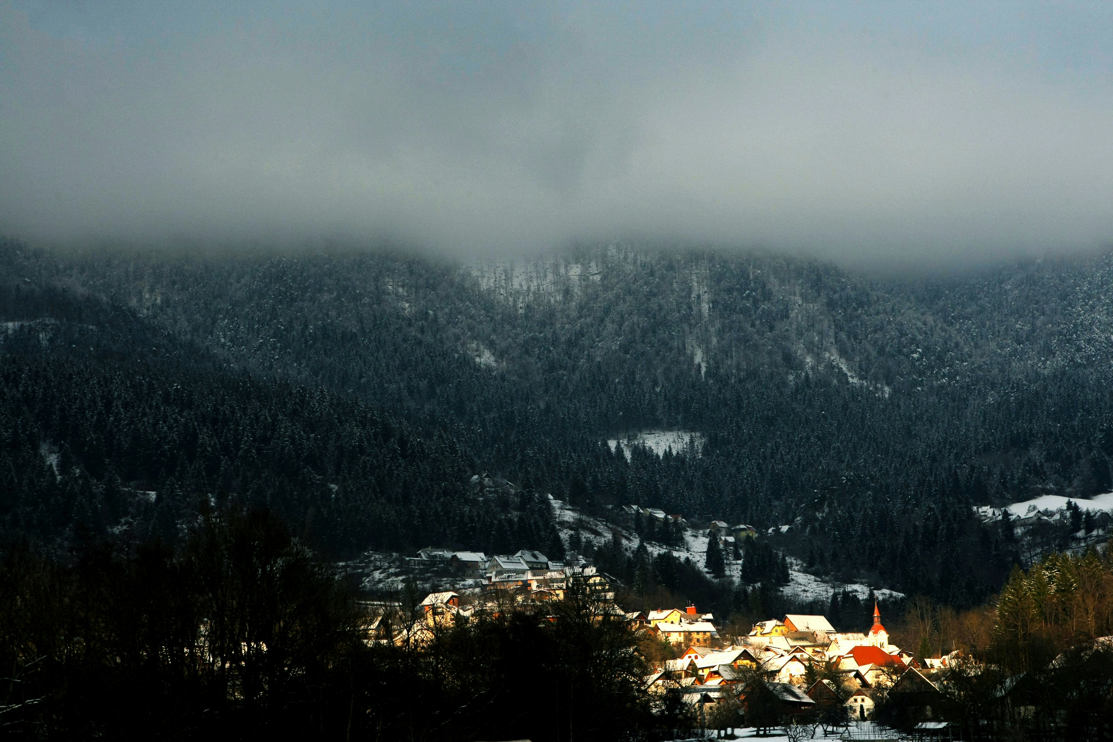 lighted village near forest