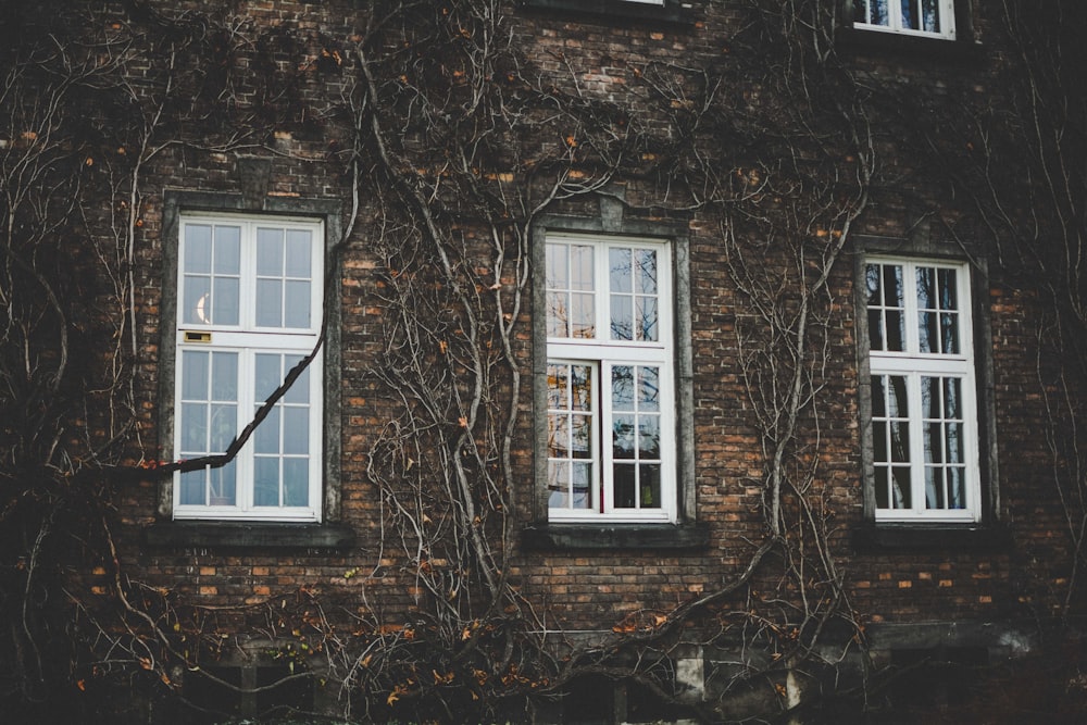 white wooden framed glass panel windows on brown brick wall building