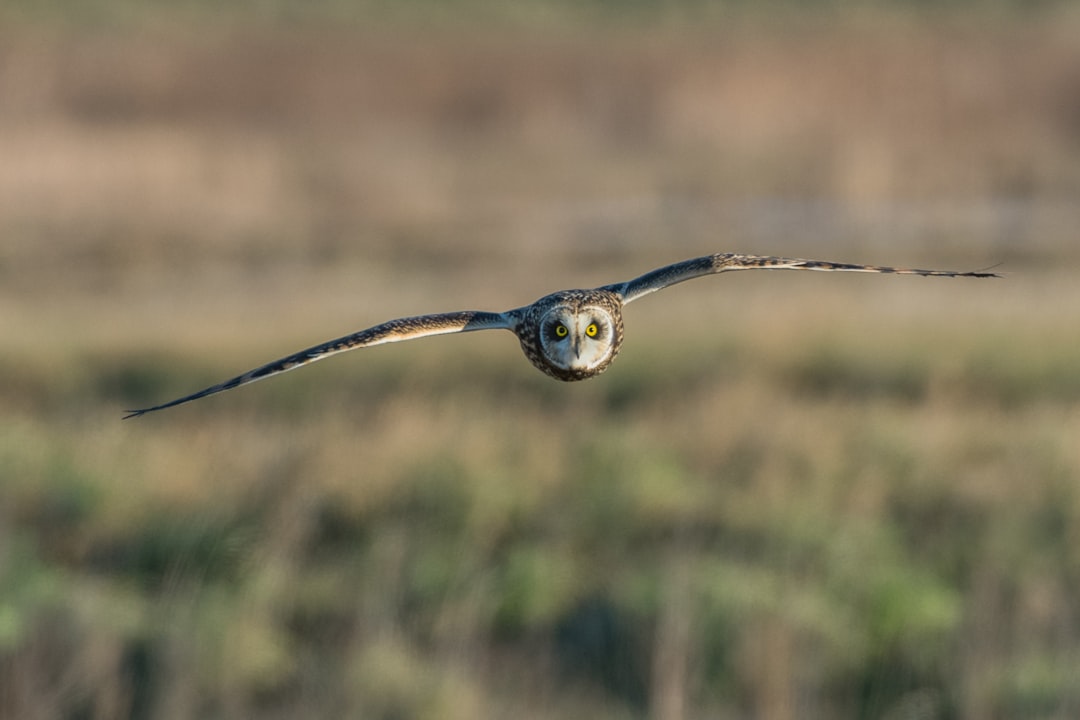 panning photography of owl flying