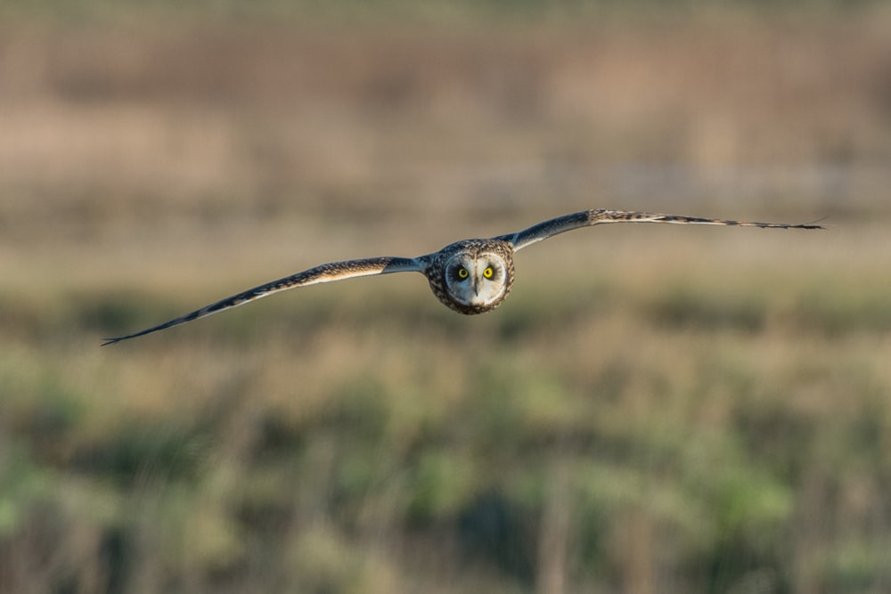panning photography of owl flying