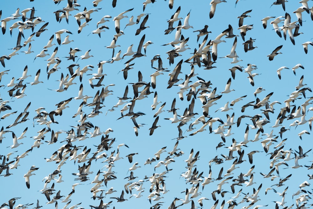 flock of white birds flying