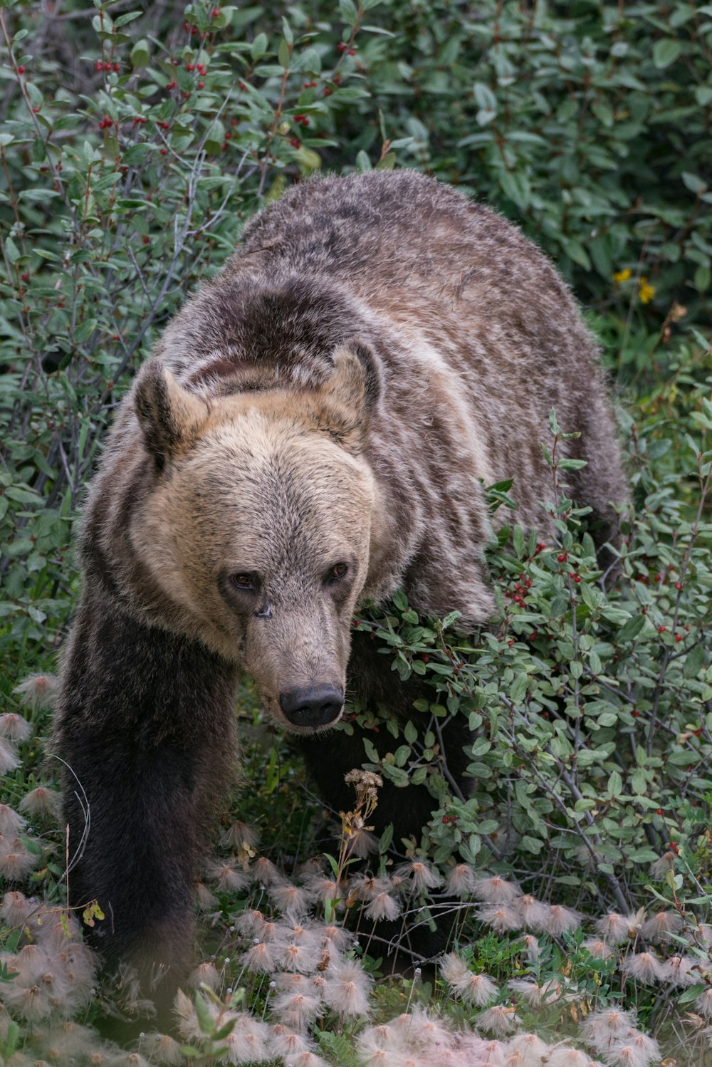 grizzly bear on bush during daytime