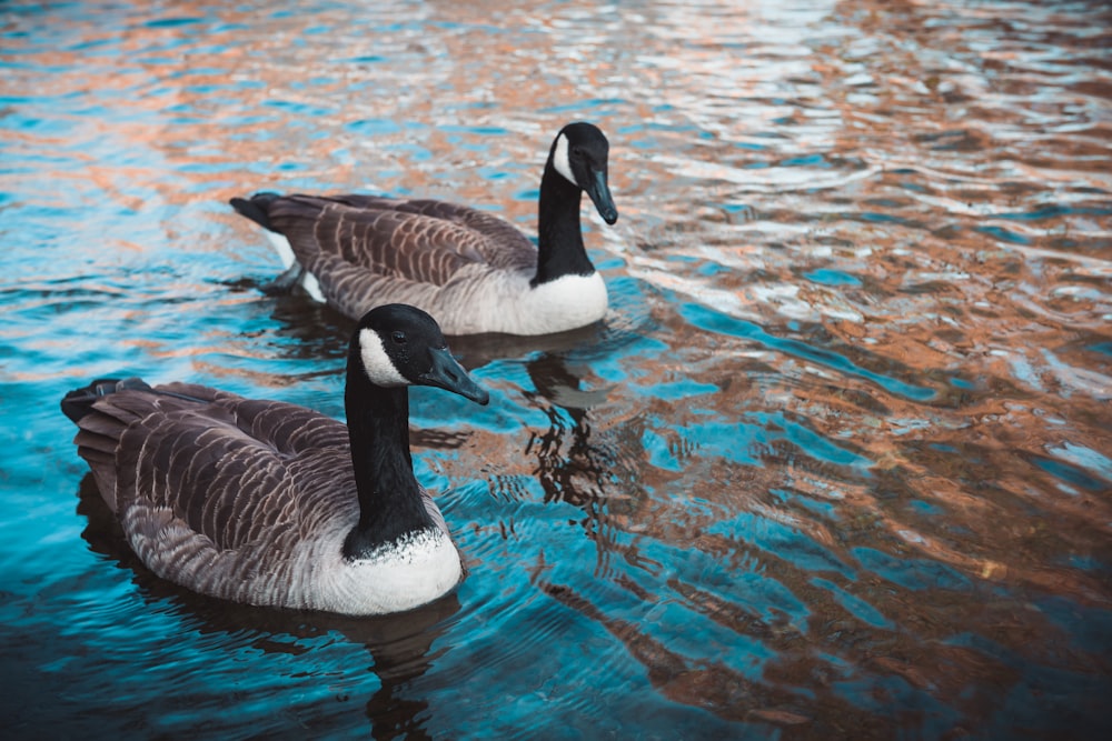 two gray-white-and-green ducks on body of water at daytime