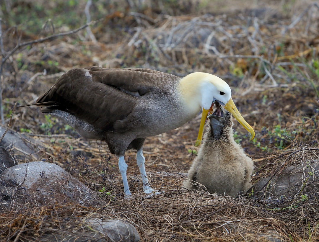 Wildlife photo spot EspaÃ±ola Island Floreana Island