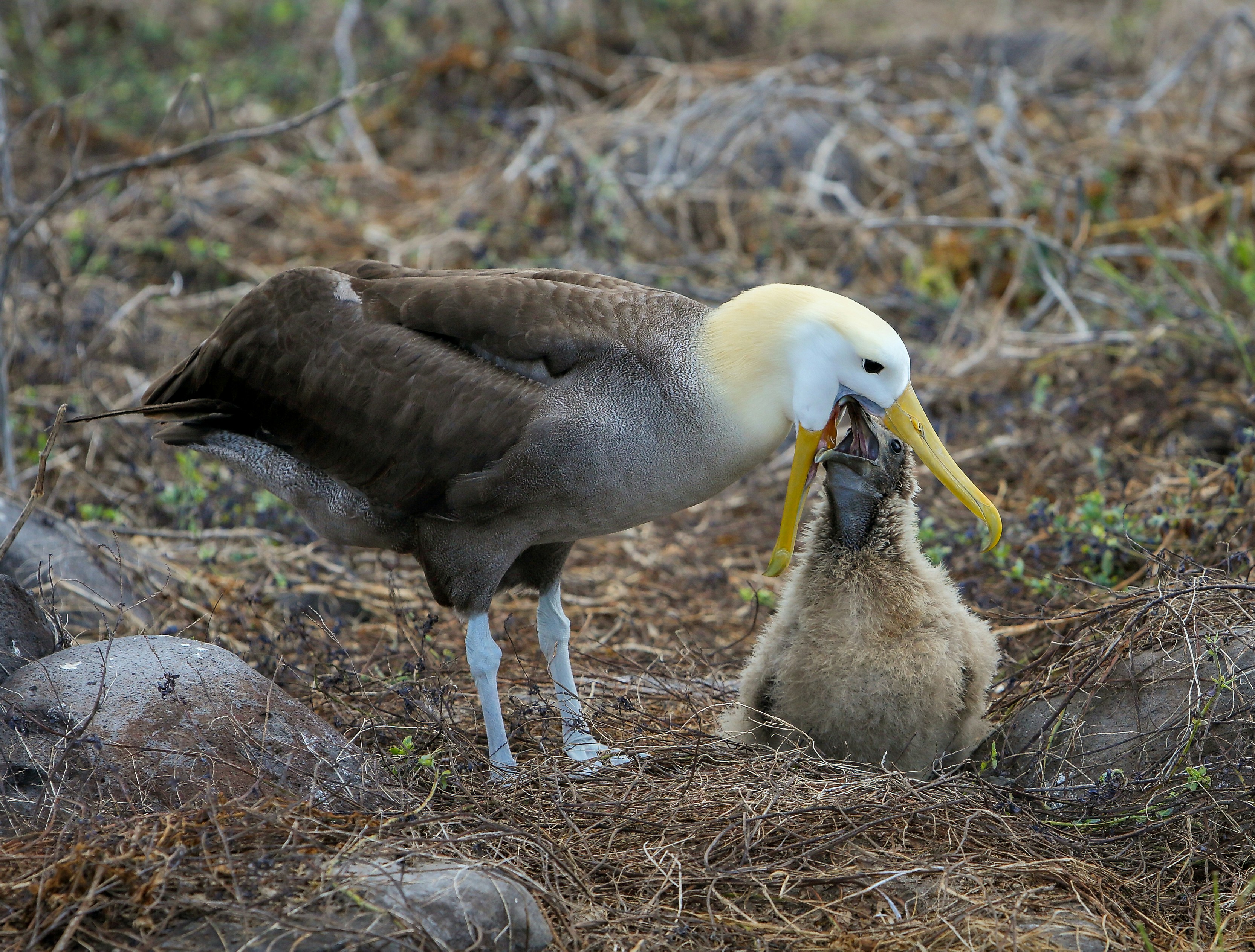Waved Albatross feeding its chick