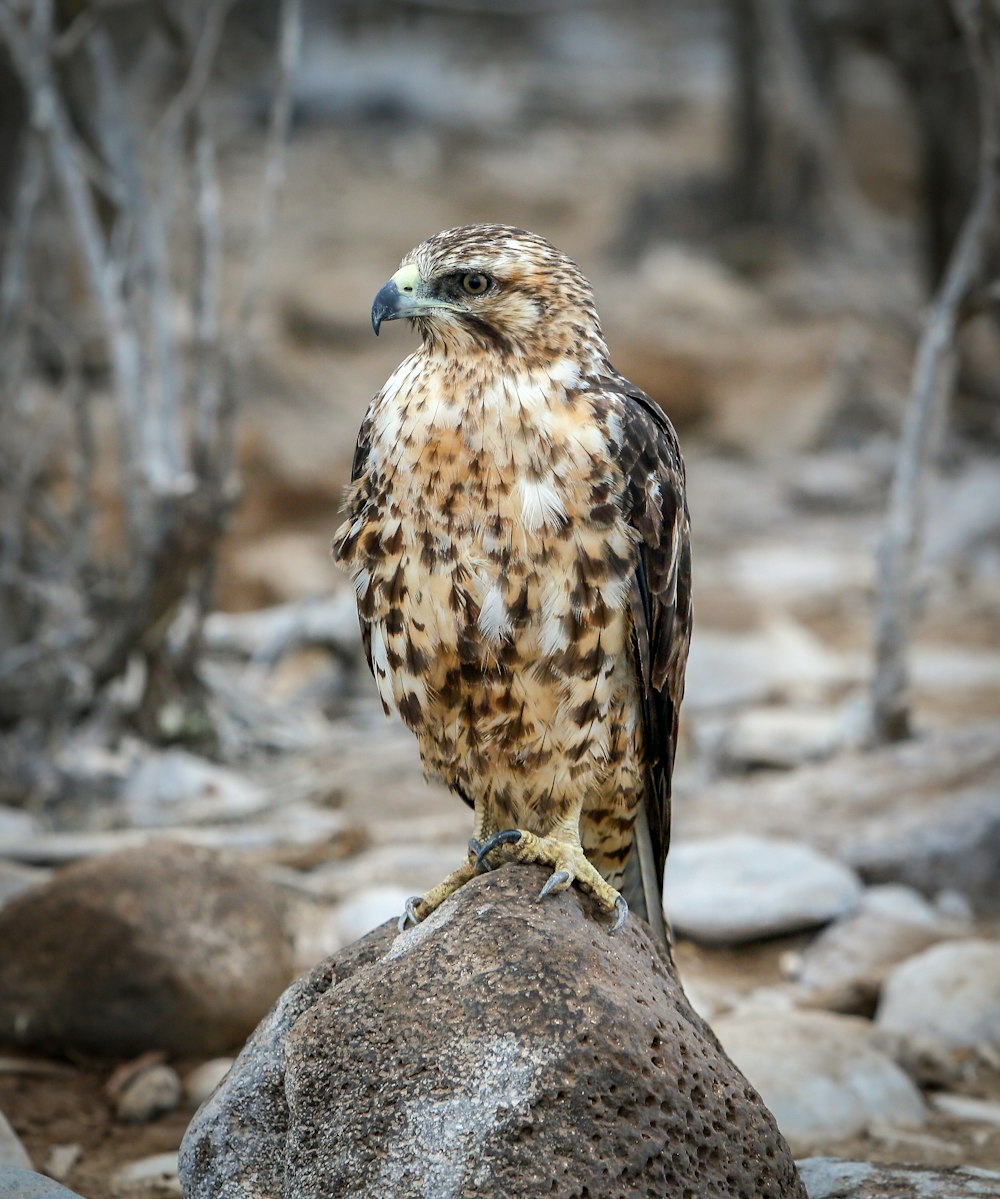 perching eagle on stone photography
