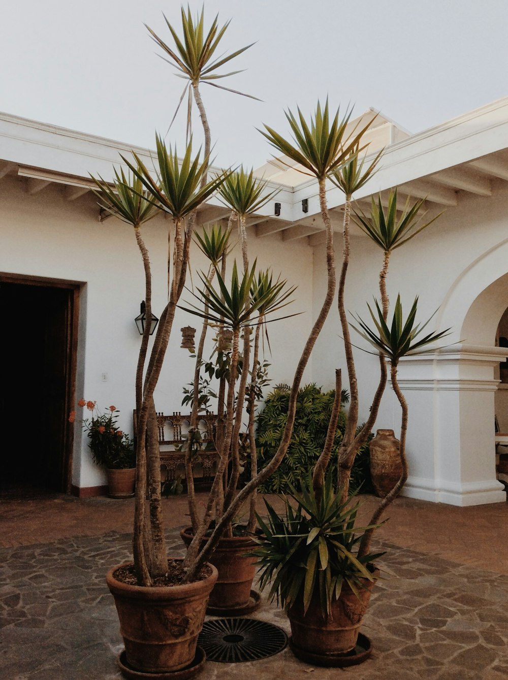 green plants in three brown clay pots