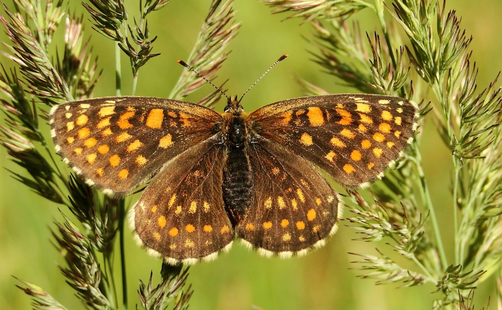 macro photography of brown butterfly on leaf