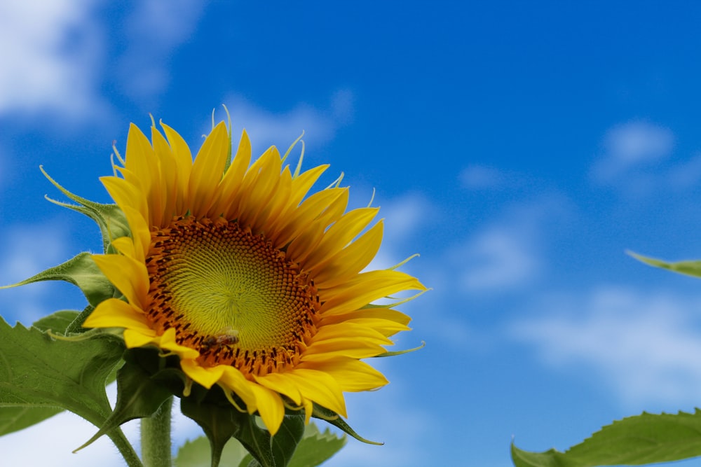 Fotografía de poca profundidad de campo de girasol